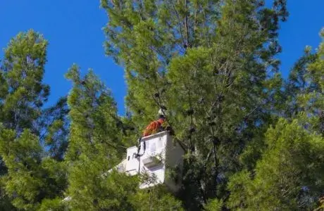 Why Should An Arborist Trim My Trees?