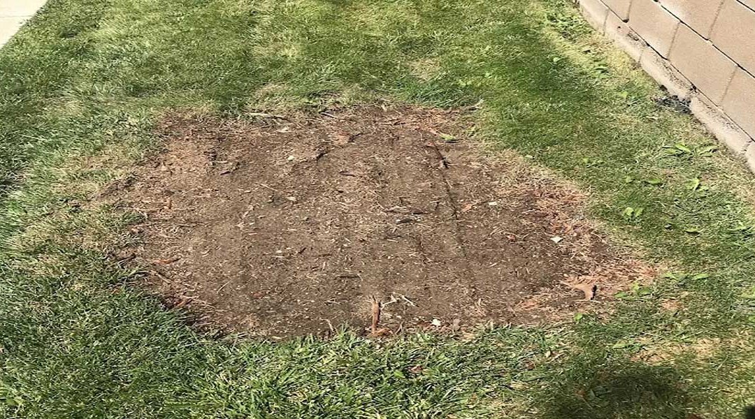 Can You Plant a New Tree After Stump Grinding?