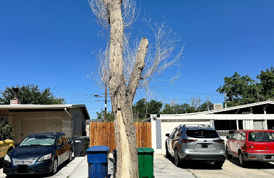 Dead Tree Removal by Tip Top Arborists in Palmdale, CA