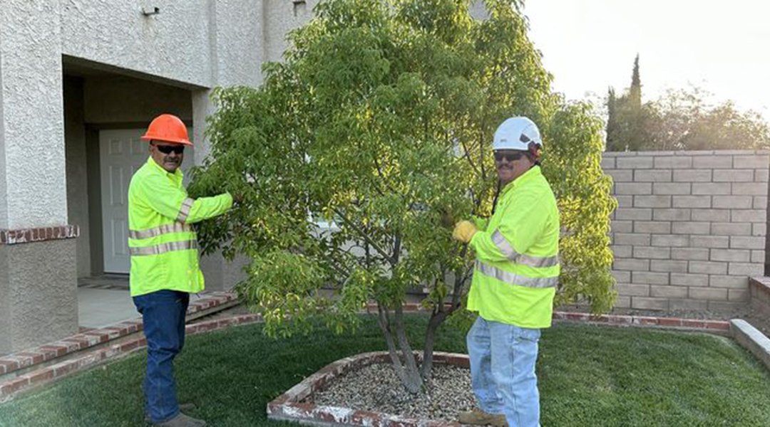 Do Trees Really Need Fertilizer To Stay Healthy?