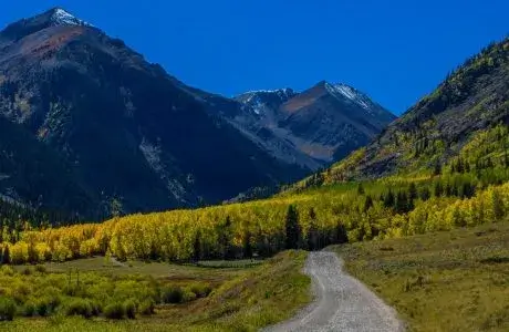 How Does Drought Affect Trees?