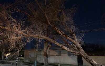 Tip Top Arborists’ Expert Emergency Tree Removal in Bear Valley Springs, CA