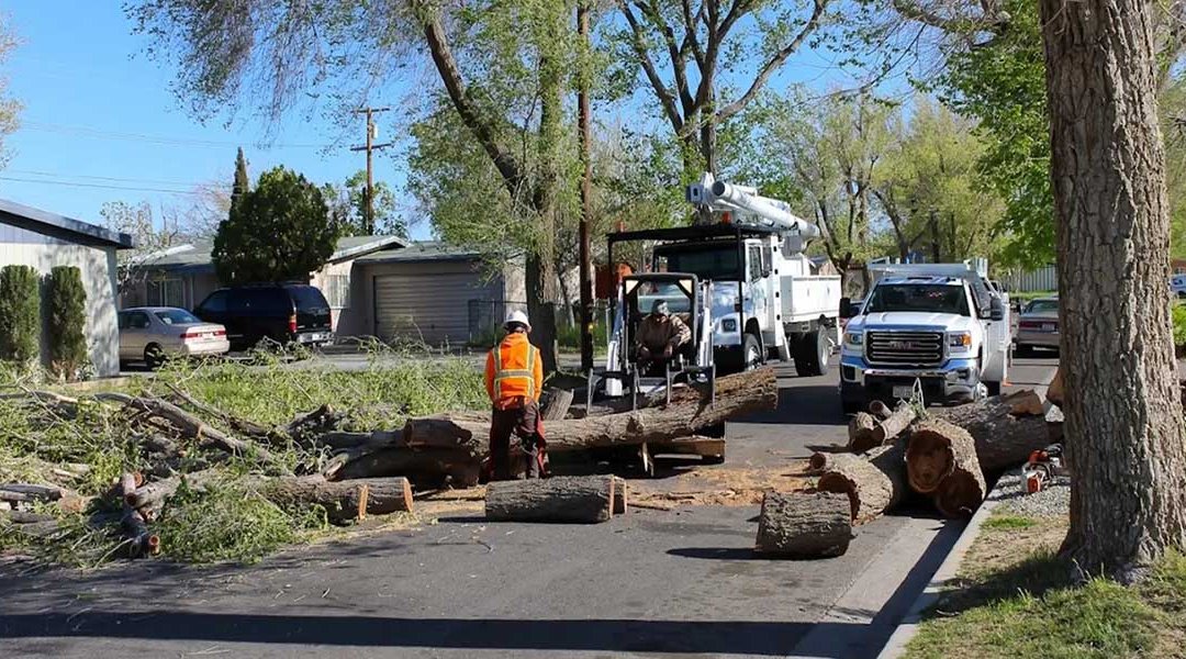 What To Do If a Fallen Tree Is Blocking Your Driveway in Palmdale, CA