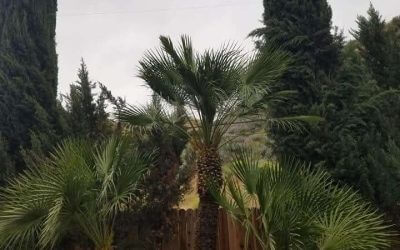 How Tip Top Arborists Provided Expert Tree Trimming in Val Verde, California