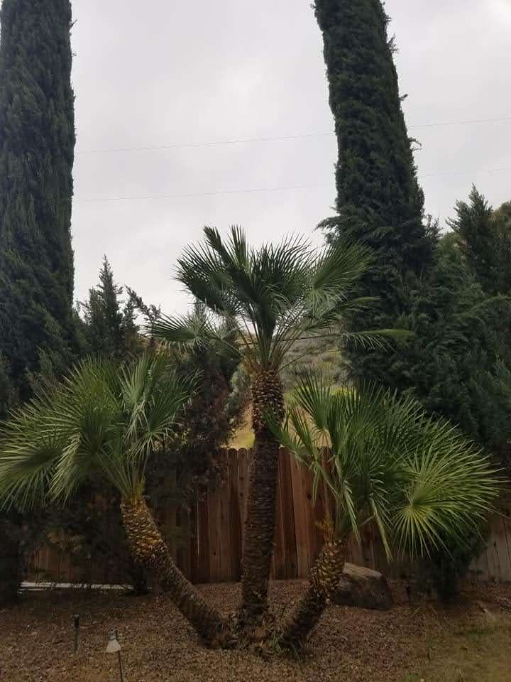 how tip top arborists provided expert tree trimming in val verde california