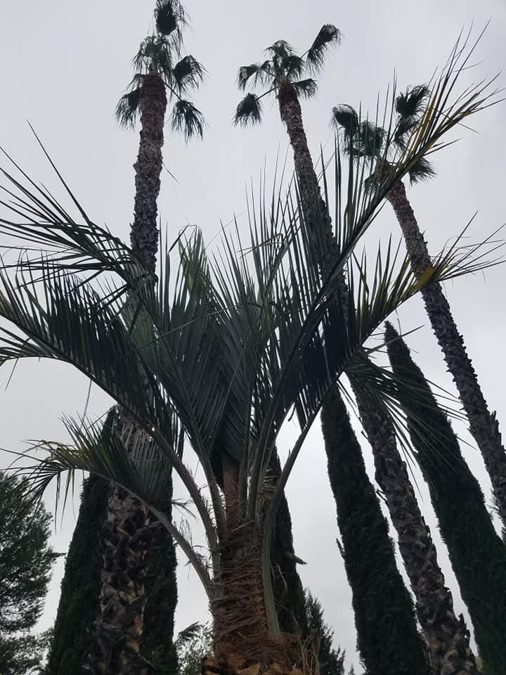 how tip top arborists provided expert tree trimming in val verde california