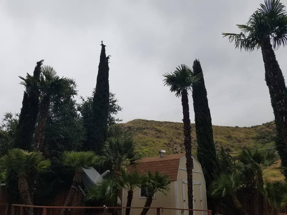 how tip top arborists provided expert tree trimming in val verde california