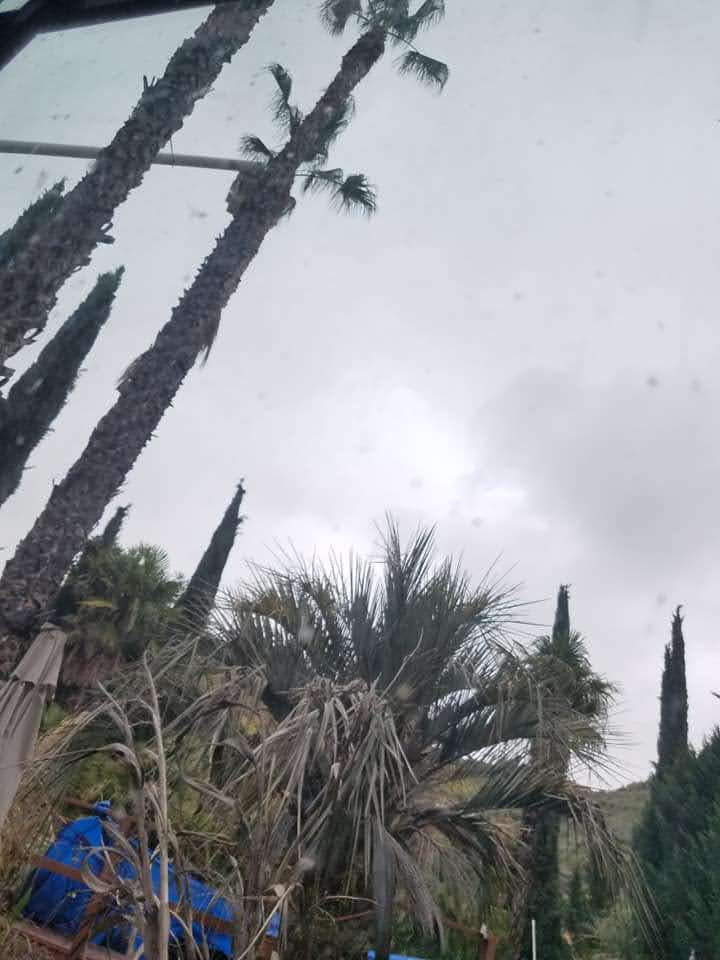 how tip top arborists provided expert tree trimming in val verde california