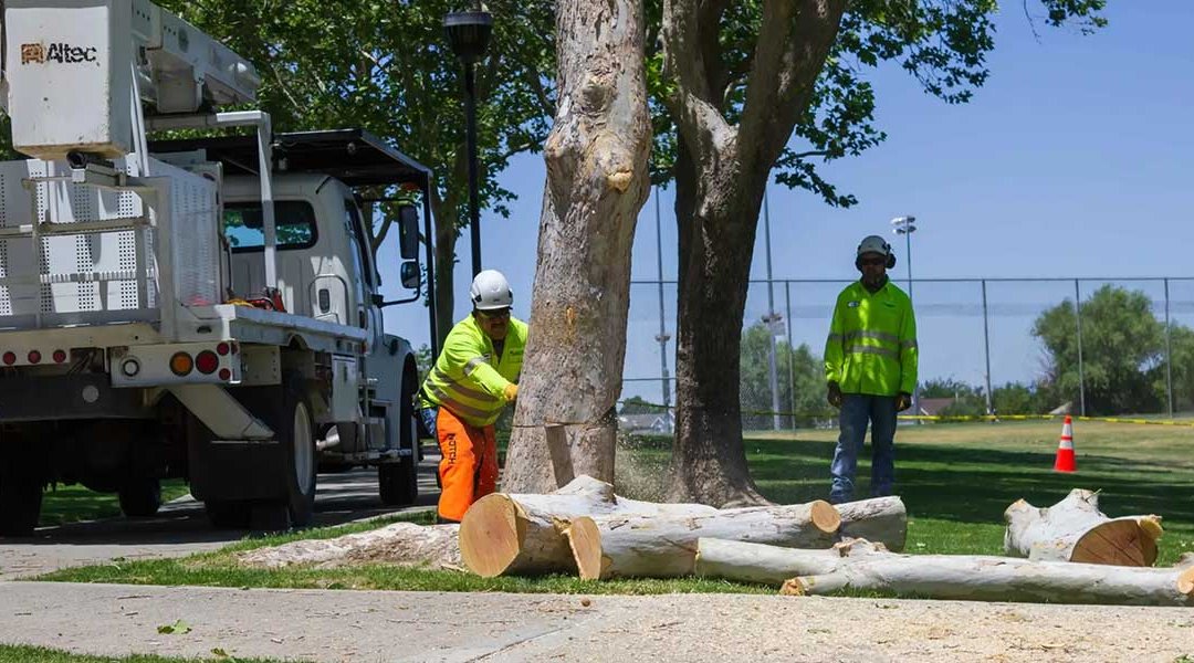 How To Choose the Right Tree Service Provider in Hesperia, CA