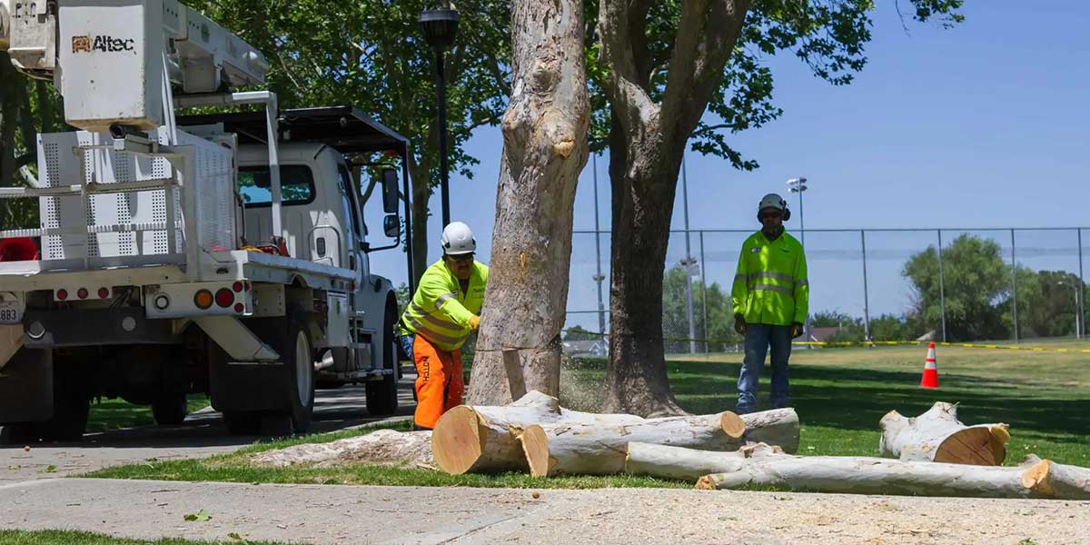 how to choose a tree service