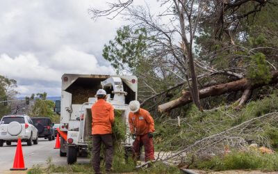 How Tree Trimming and Removal Transformed This Home in Val Verde, CA