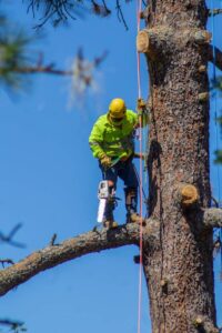image002 - Tip Top Arborists