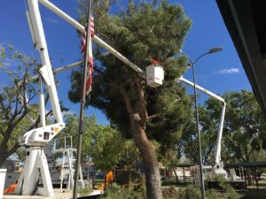 image003 - Tip Top Arborists