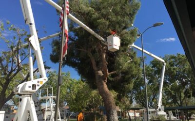 Tree Trimming and Branch Removal in Lancaster, CA: A Tip Top Arborists Success Story