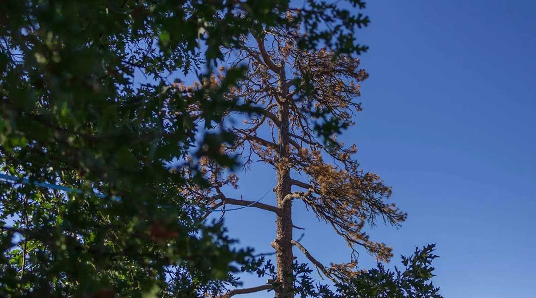 Five Signs of Insect Infestation in Trees You Should Not Ignore