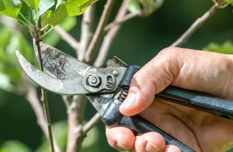 Pruning Your Fruit Trees