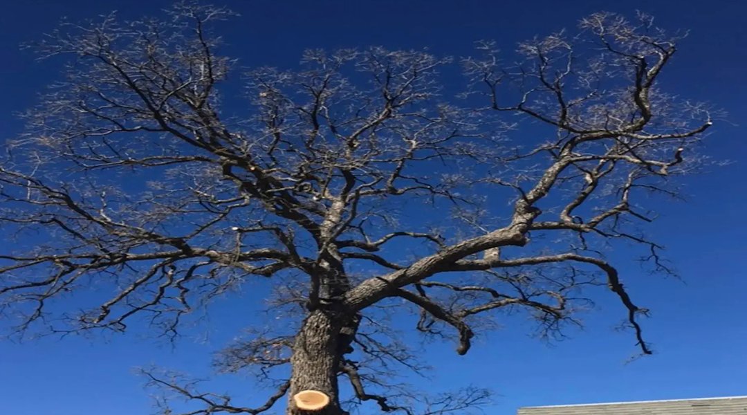 Four Signs a Tree Needs To Be Removed in Leona Valley, CA