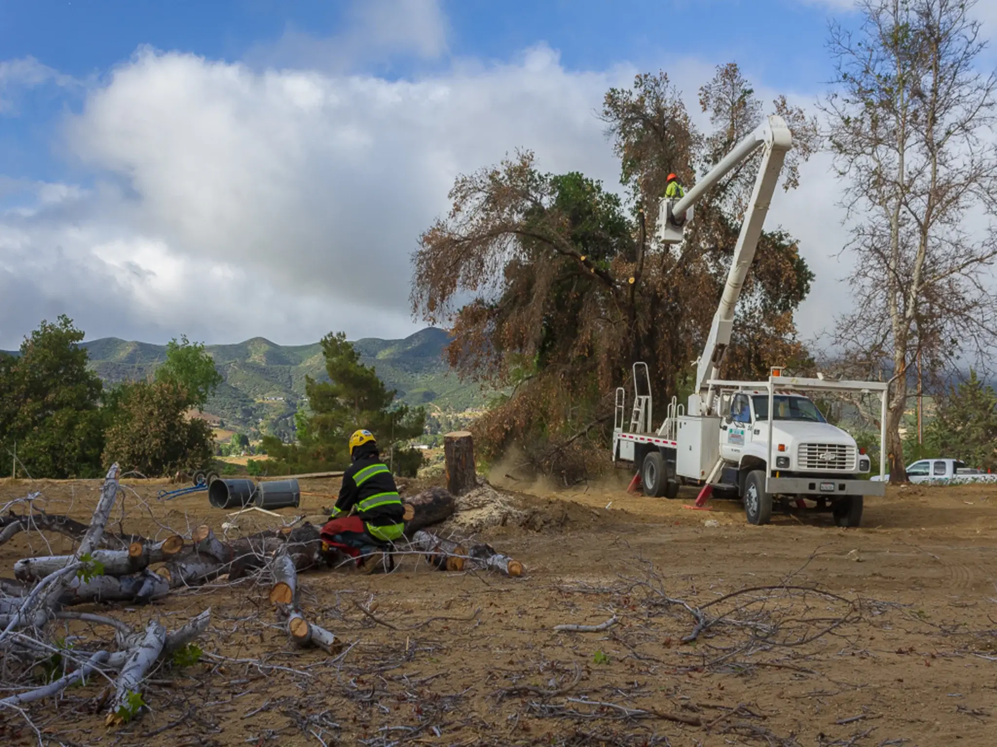 A stump grinding in Acton, CA