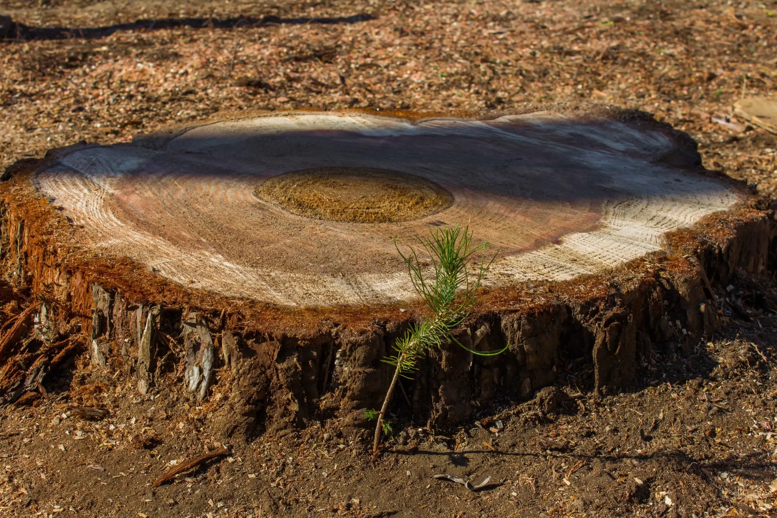 A stump grinding in Canyon Country, CA