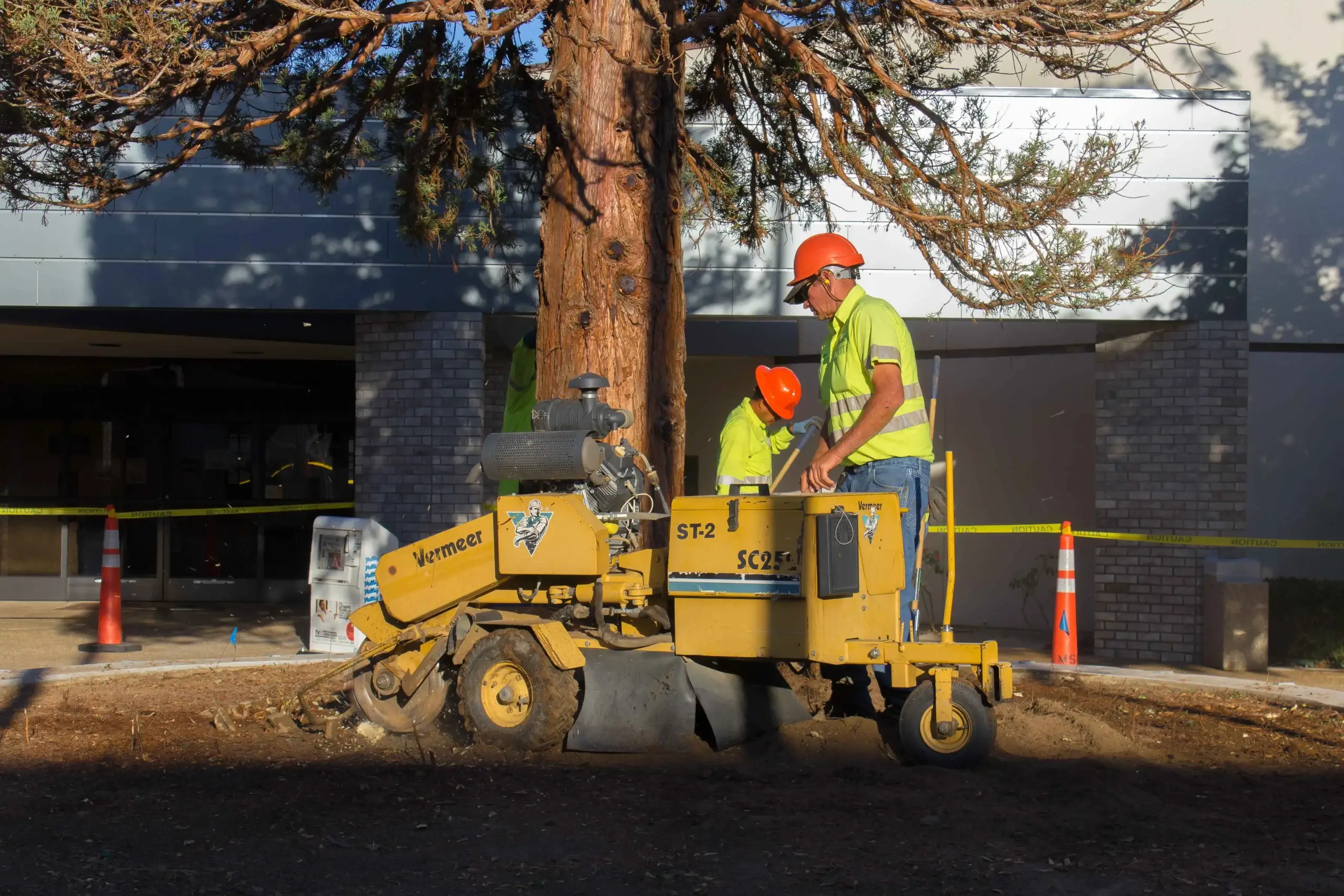 A stump grinding in Newhall, CA