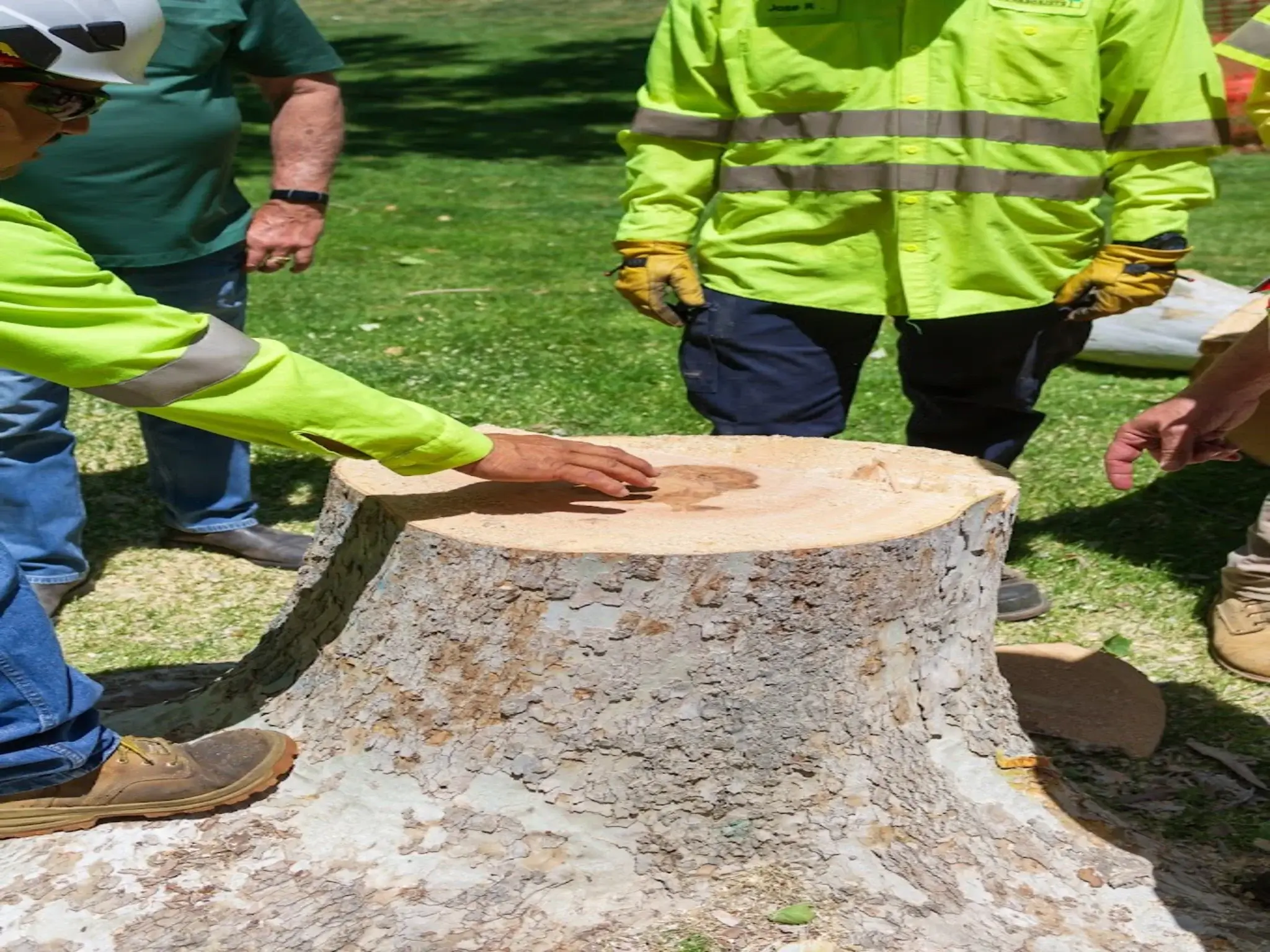 A stump grinding in Santa Clarita, CA