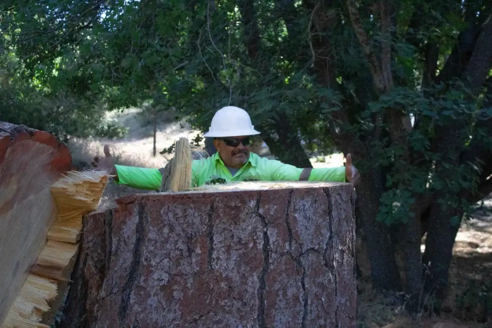 A stump grinding in Valencia, CA in progress
