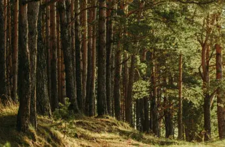 Tip Top Arborists honored with TCIA accreditation