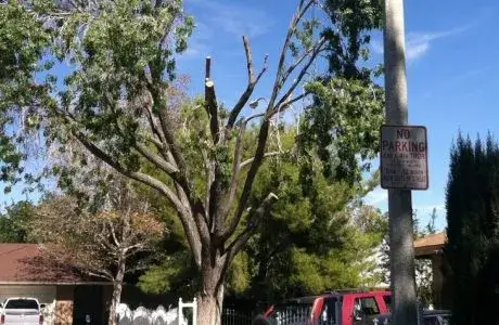 Overcoming The Urge To Top A Tree