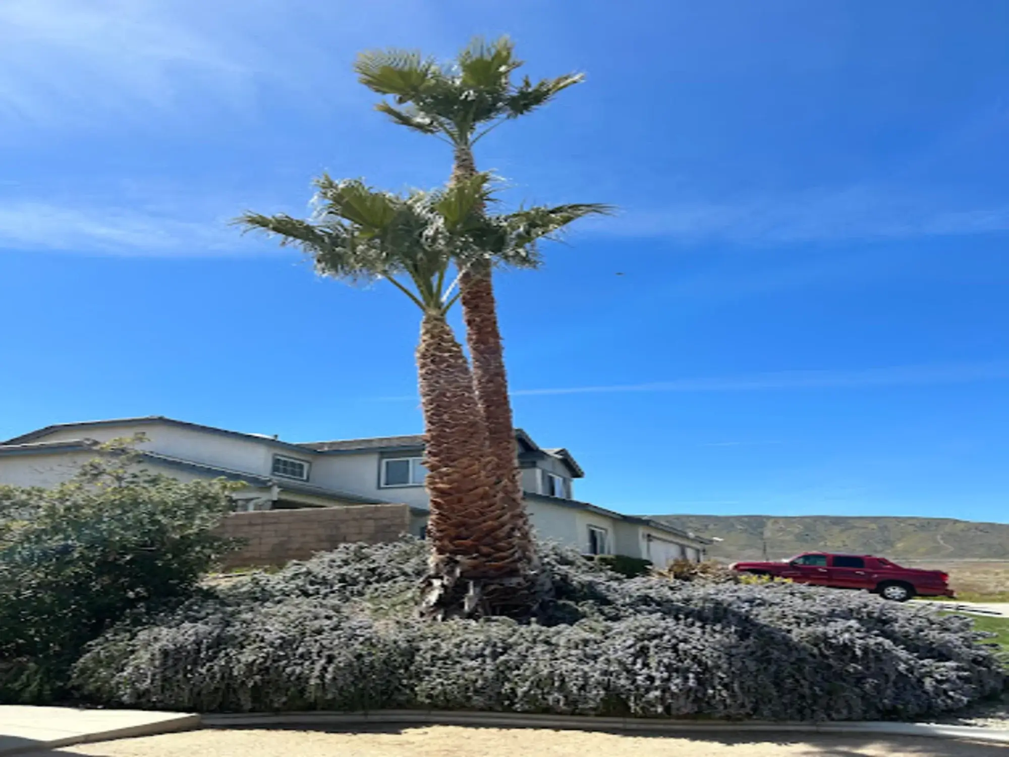 A tree planting in Quartz Hill, CA