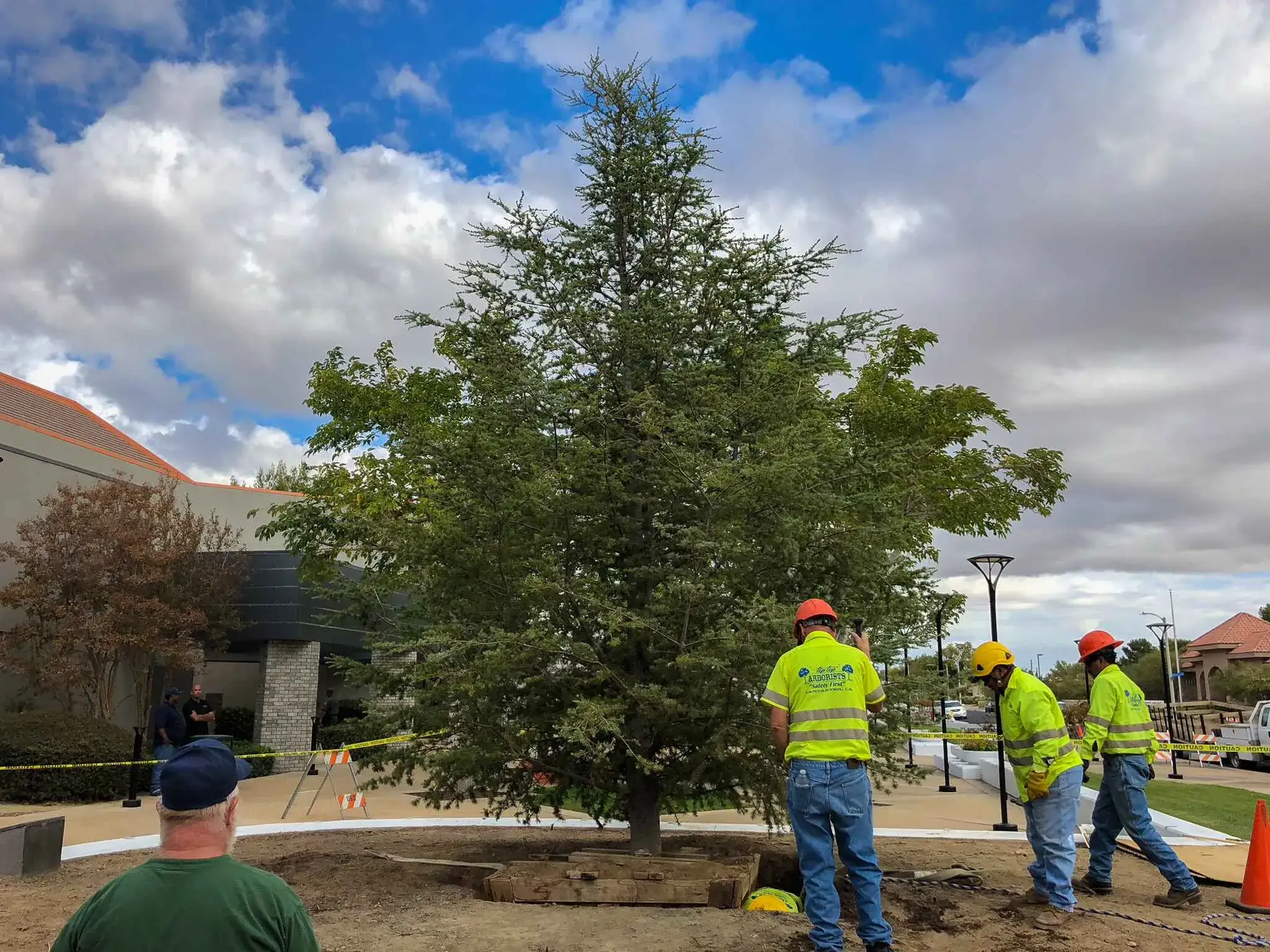 A tree after planting