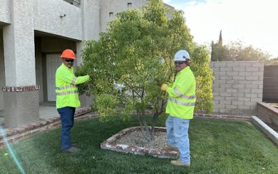 Tip Top Arborists Delivers Stellar Tree Pruning Services in Apple Valley, CA