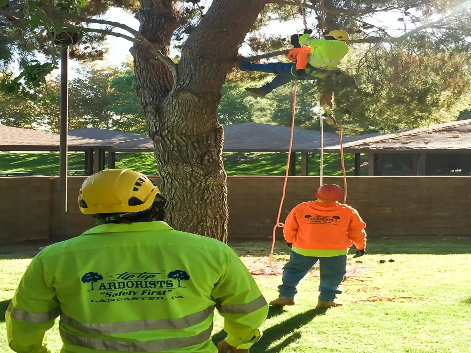 A tree pruning in Apple Valley, CA