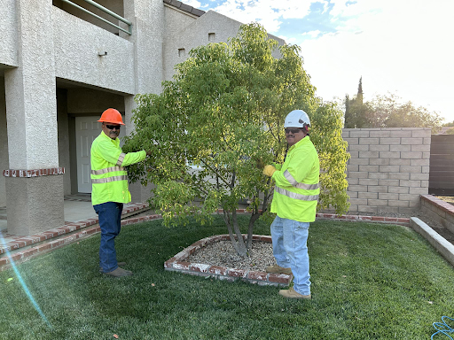 tree pruning apple valley