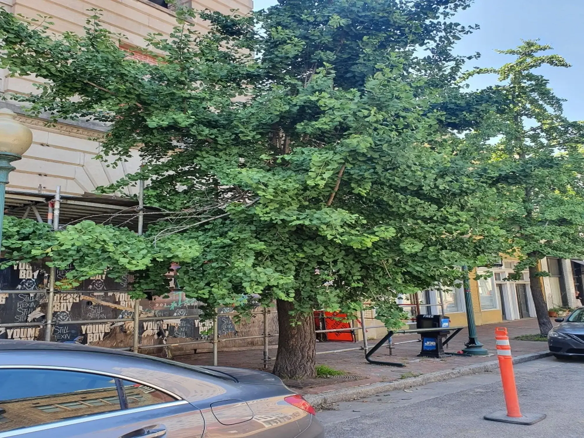 A tree pruning in Bear Valley Springs, CA