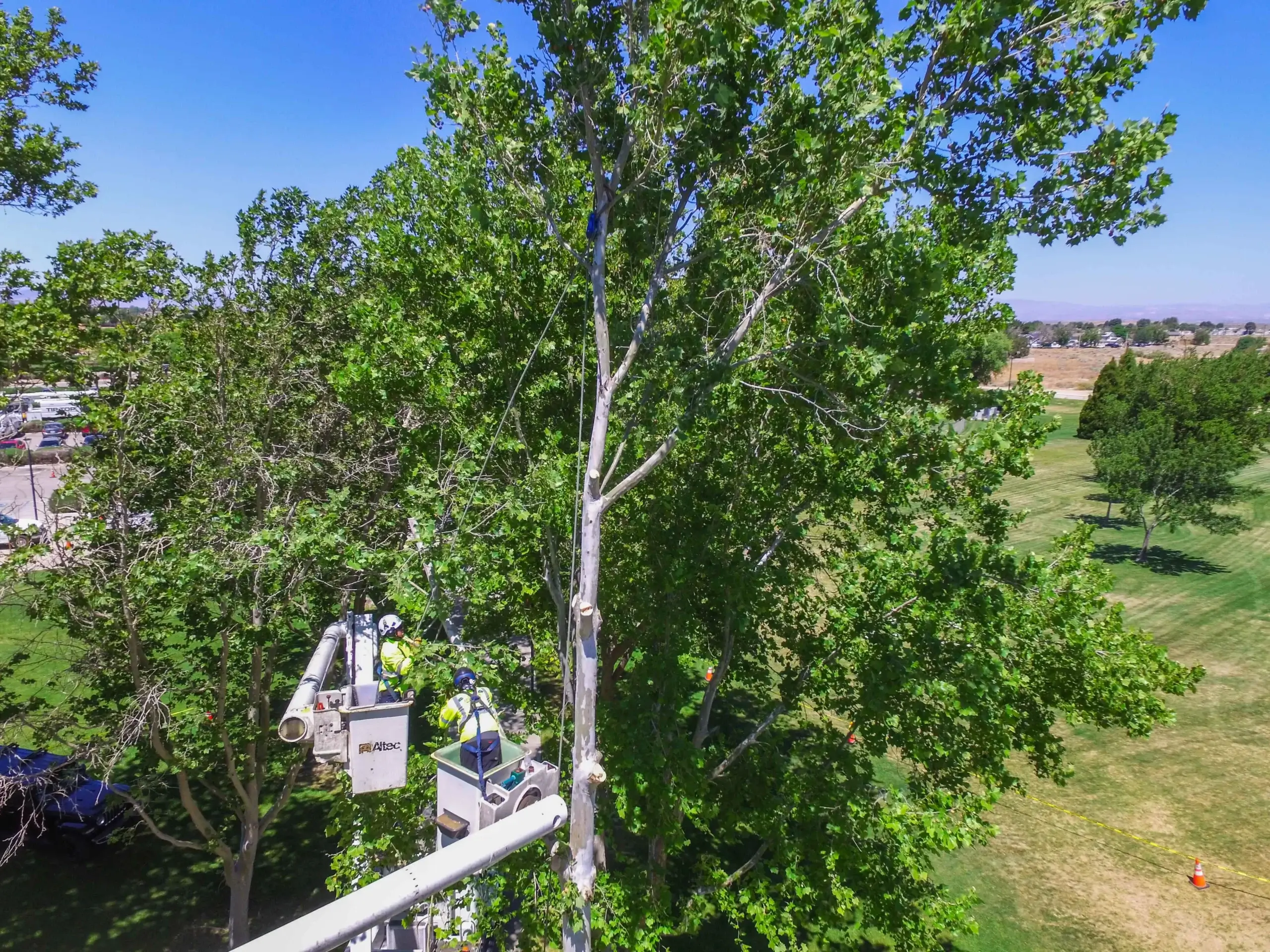 A tree pruning in Canyon Country, CA