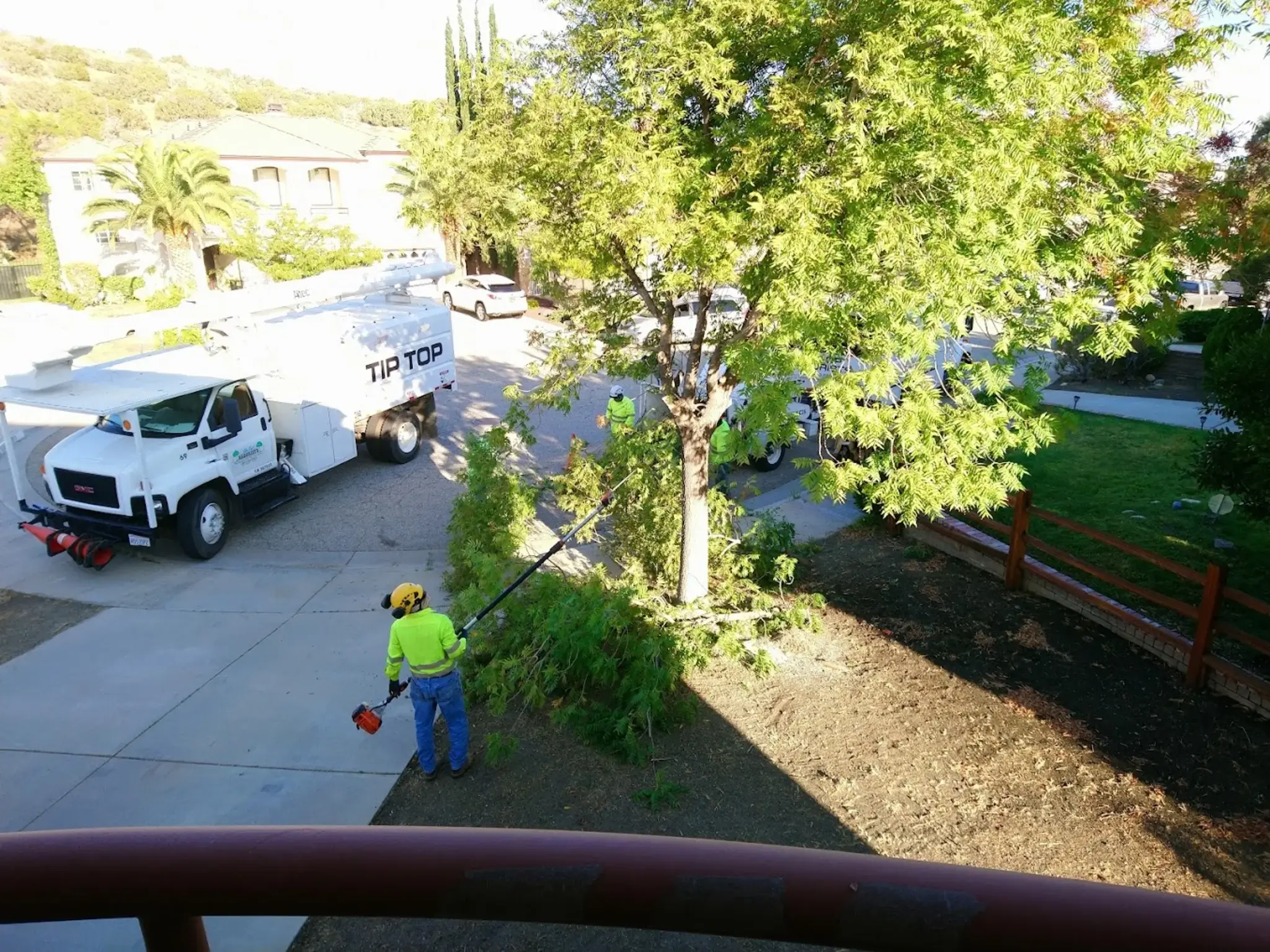 A tree pruning in Golden Hills, CA