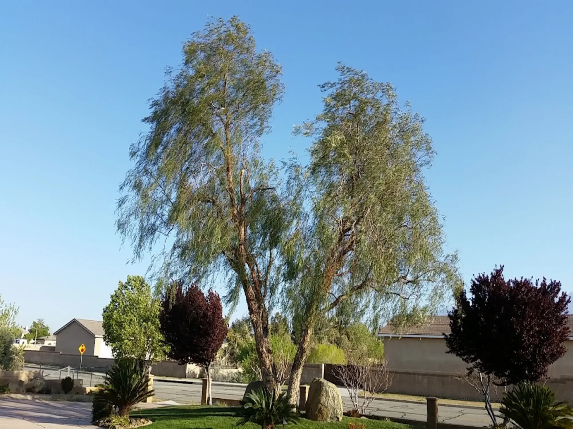 A tree pruning in Hesperia, CA