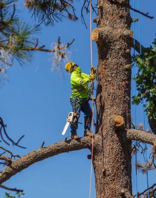 A tree pruning in Lancaster, CA
