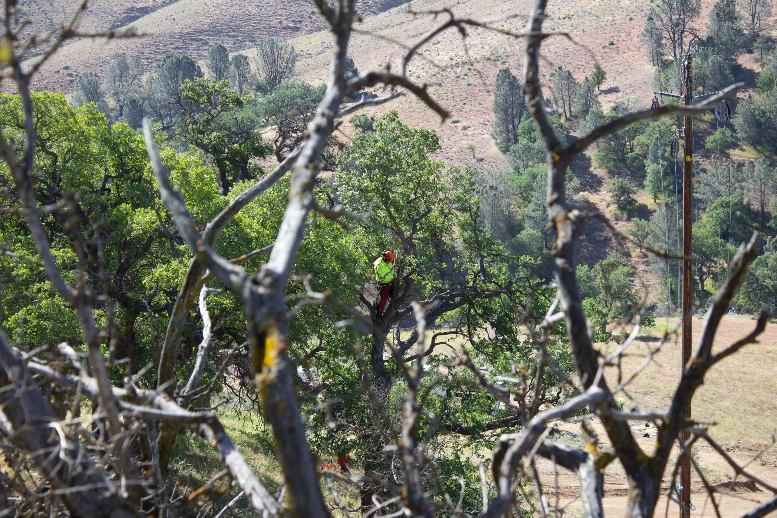 A tree pruning in Newhall, CA