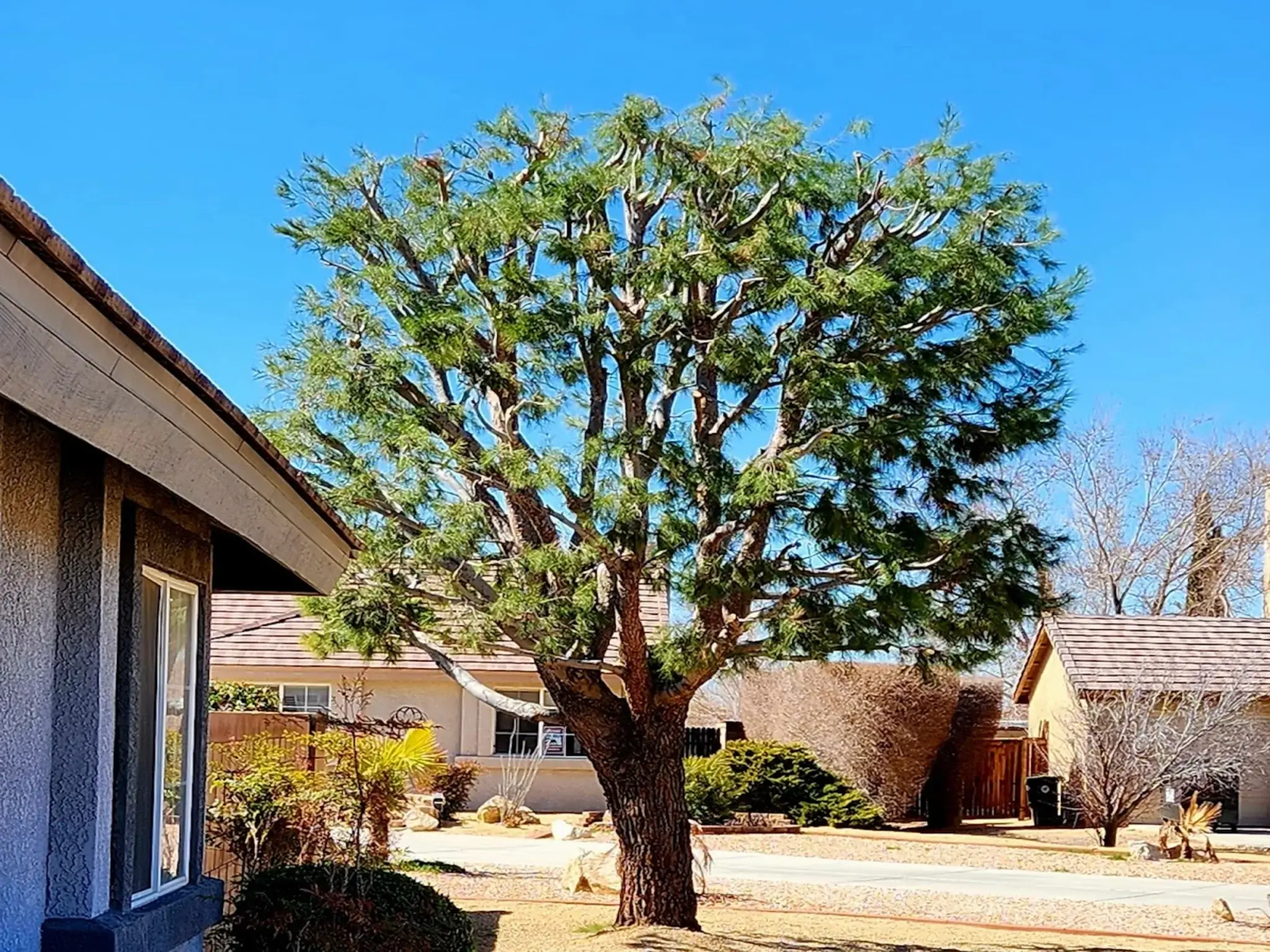 A tree pruning in Santa Clarita, CA