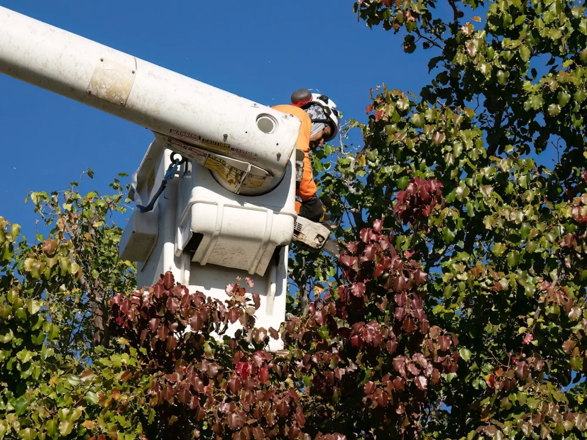 A tree pruning in Spring Valley Lake, CA