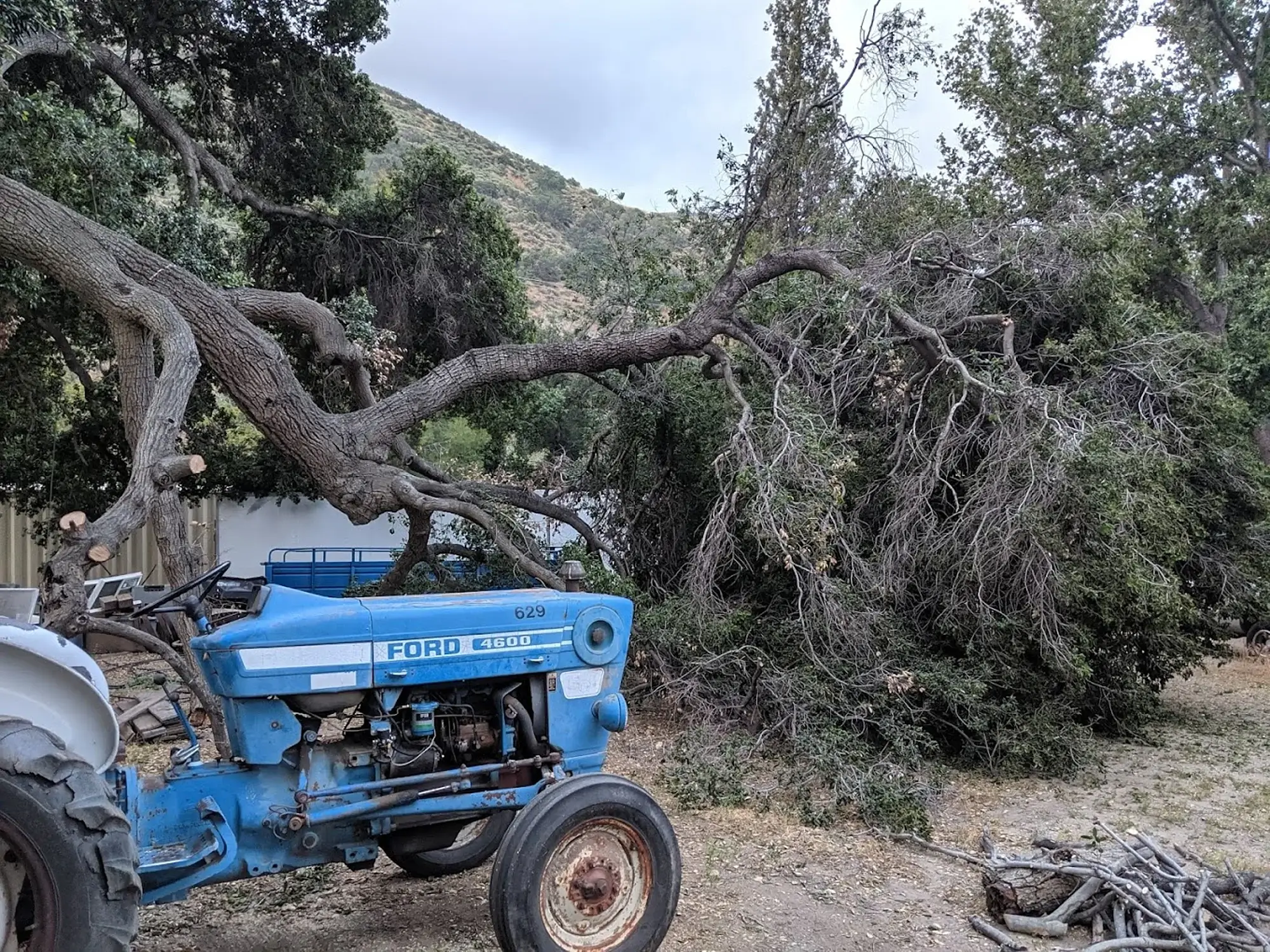 A tree before a tree pruning in Stallion Springs, CA