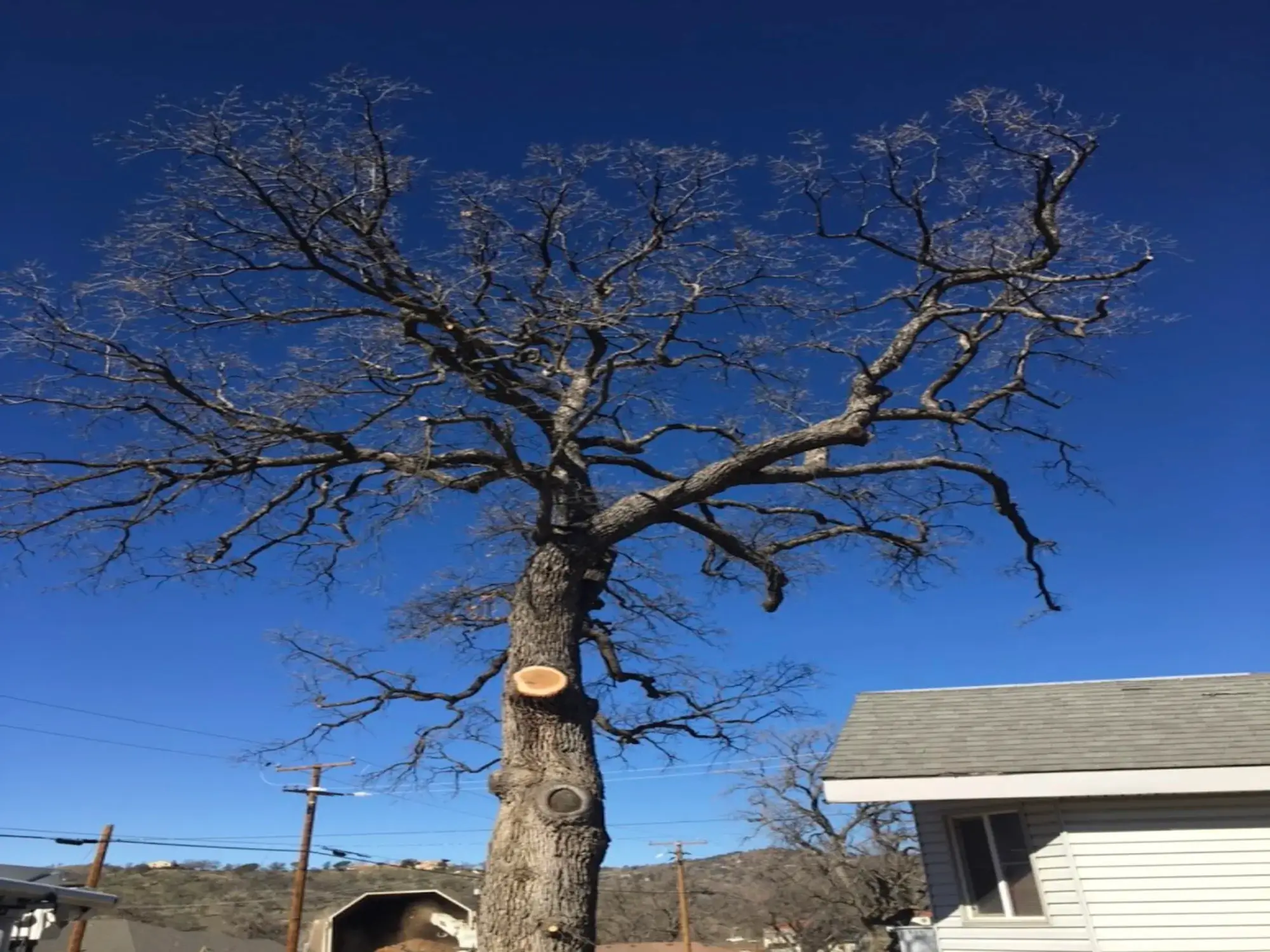 A tree pruning in Stevenson Ranch, CA