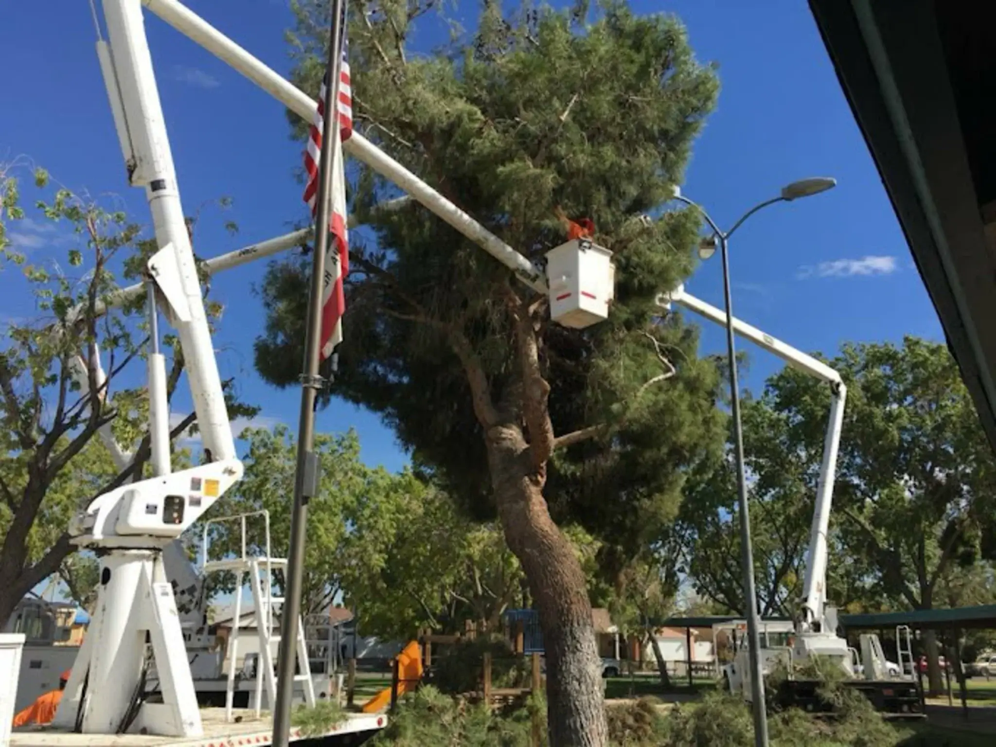 A tree pruning in Valencia, CA