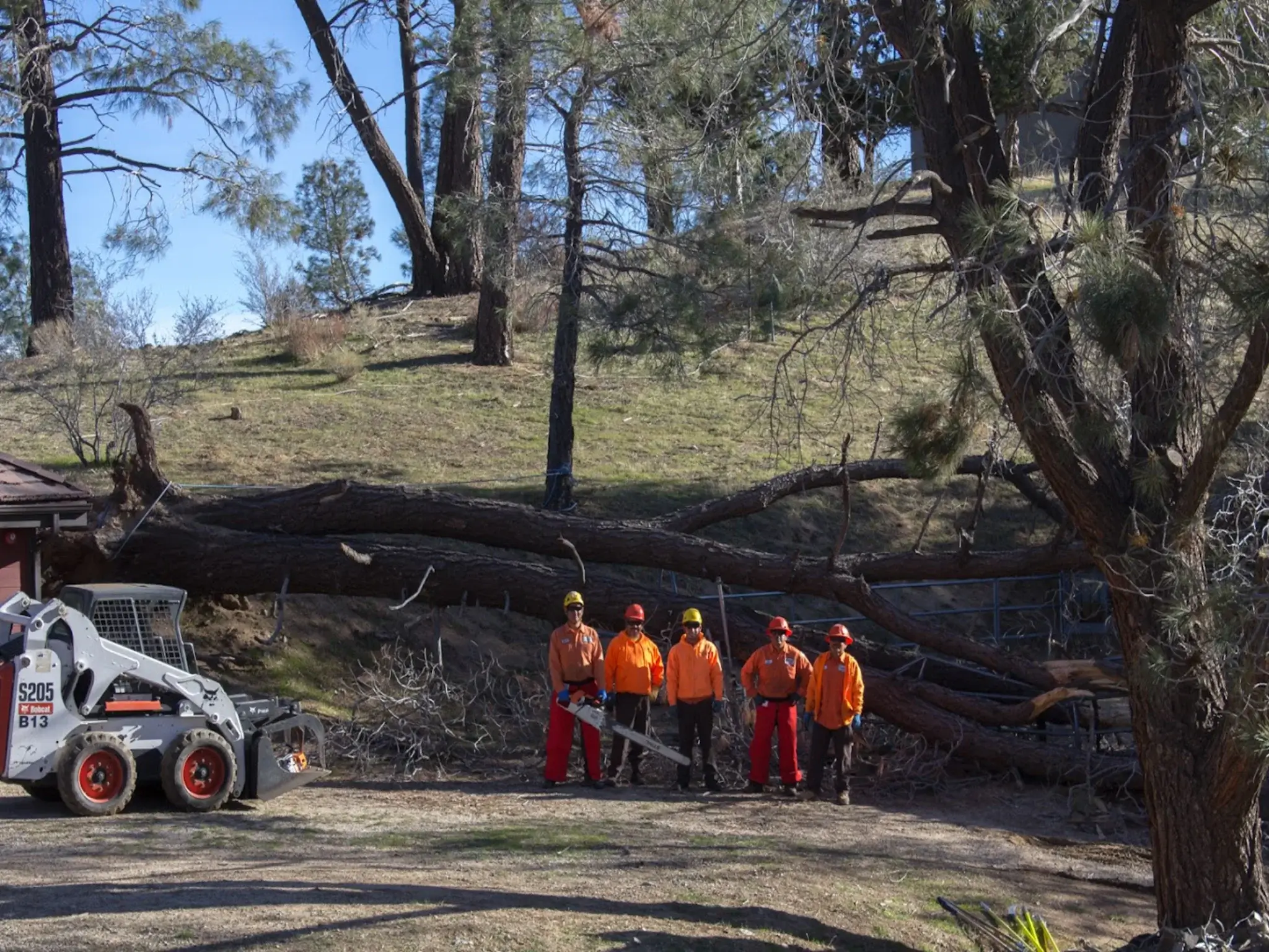 A tree removal in Acton, CA