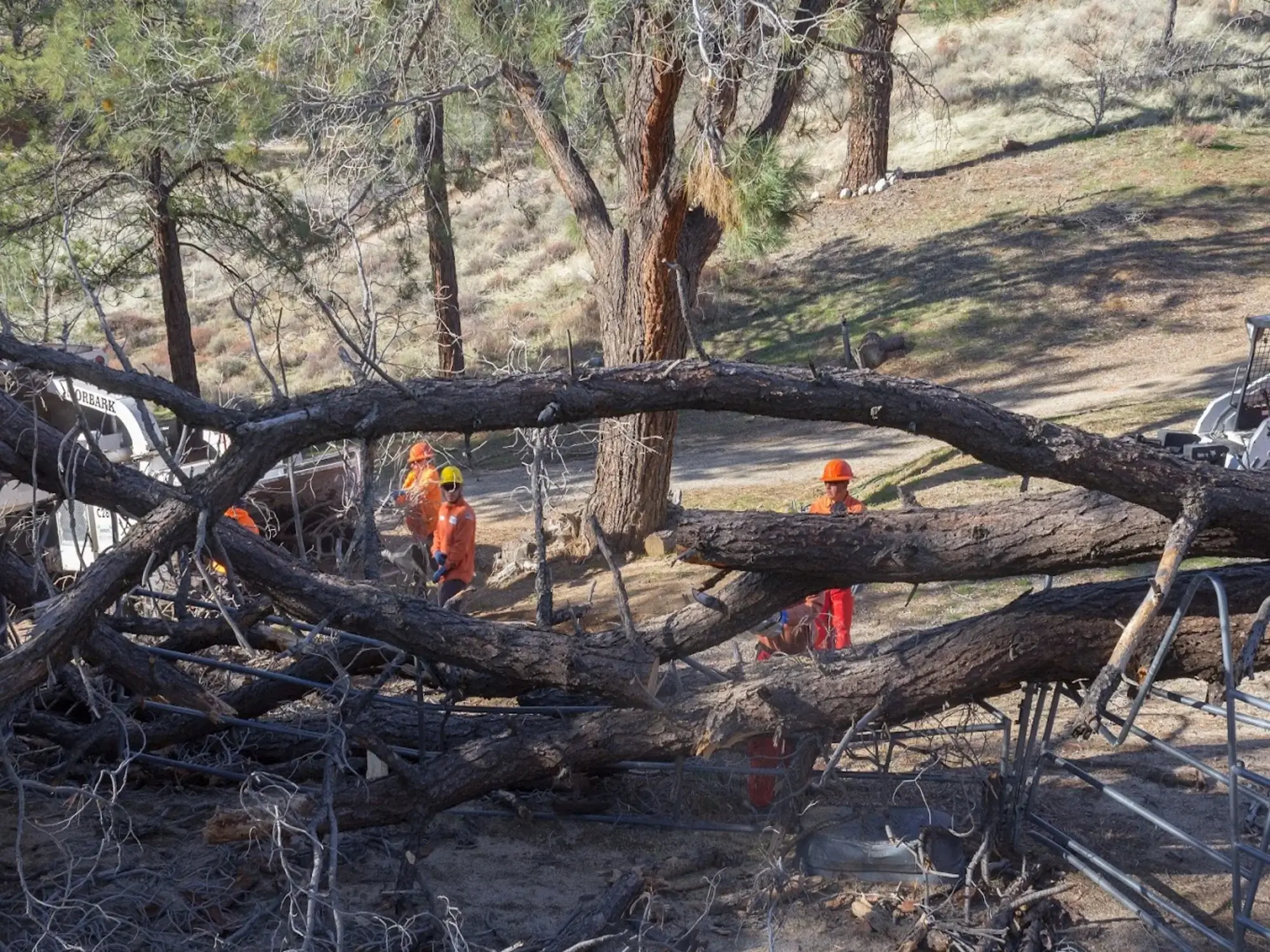 A tree removal in Apple Valley, CA