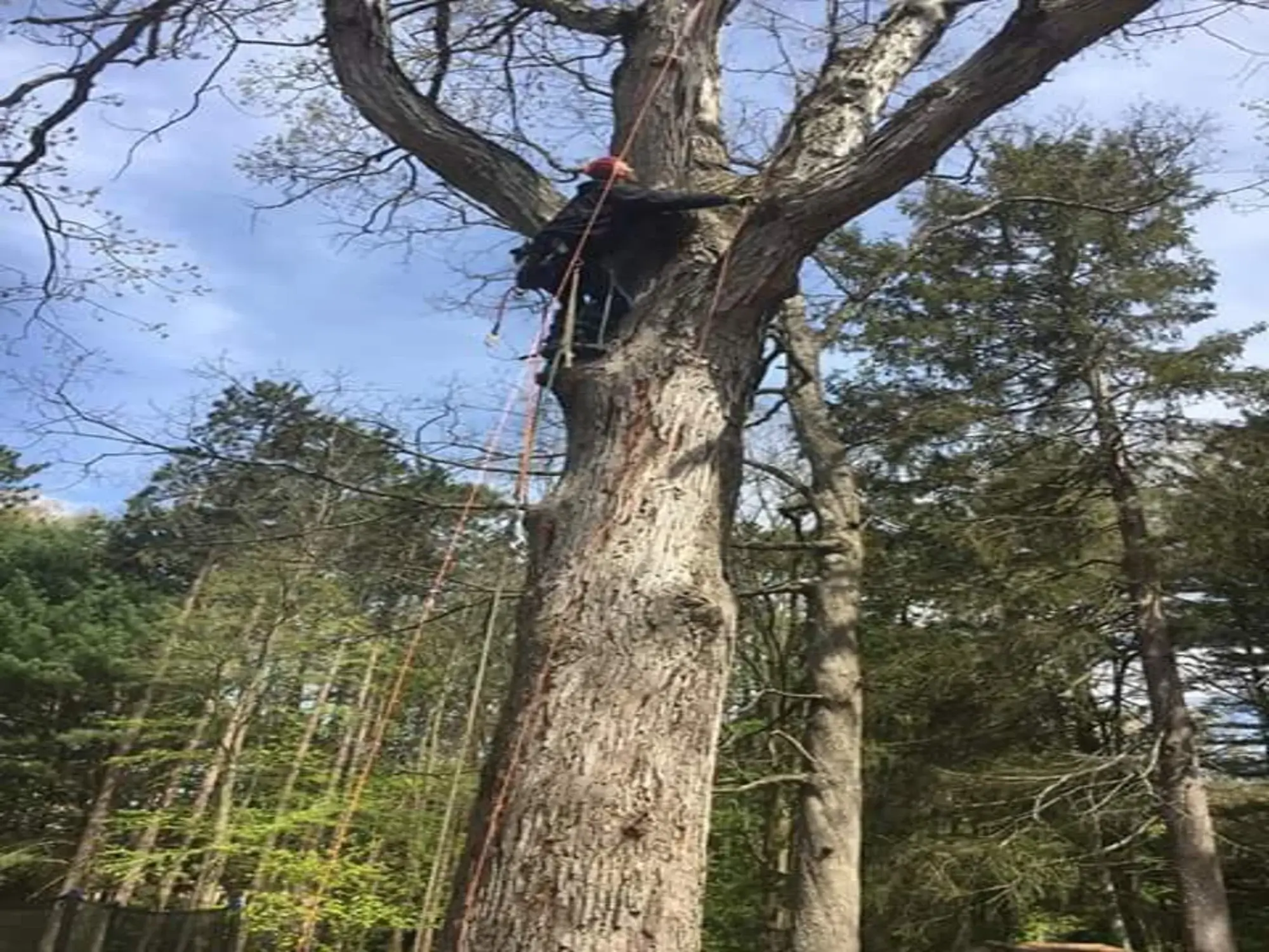 A tree removal in Bear Valley Springs, CA
