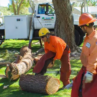 A tree removal in Canyon Country, CA