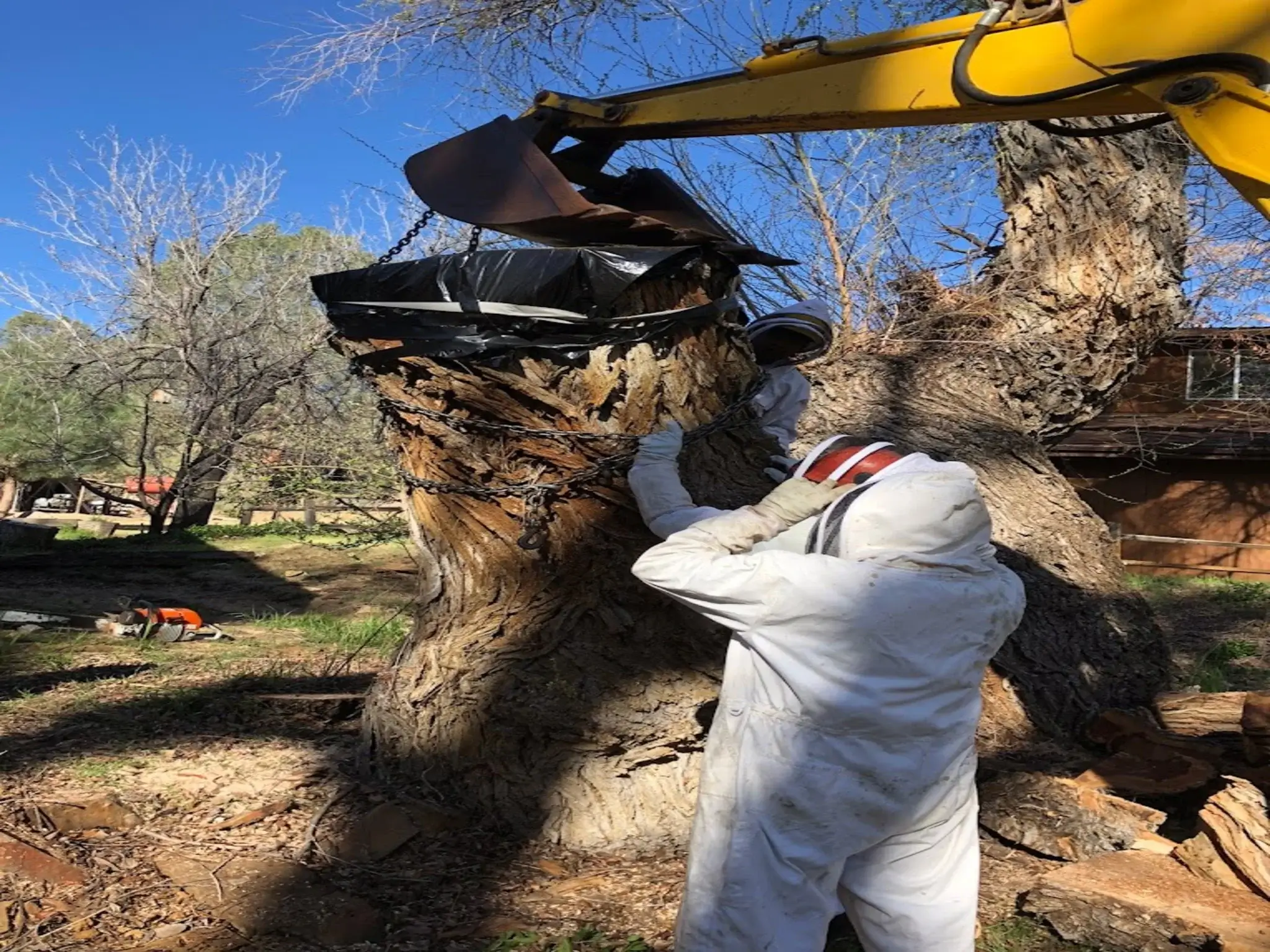 A tree removal in Golden Hills, CA