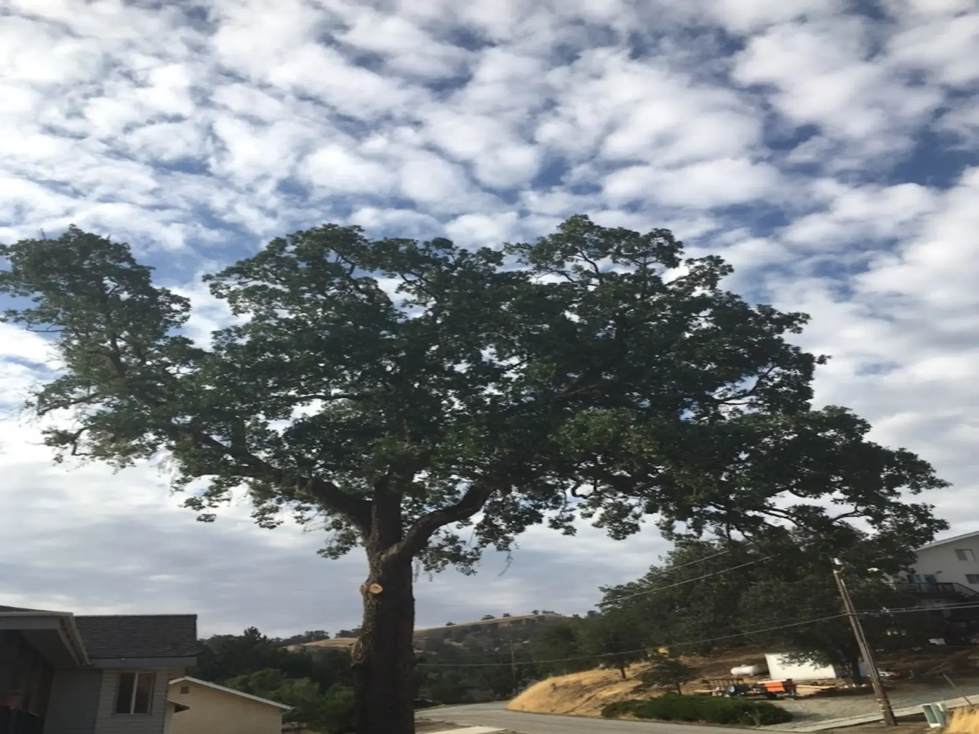A tree removal in Hesperia, CA